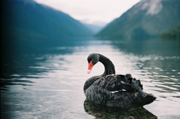Black swan - Project management