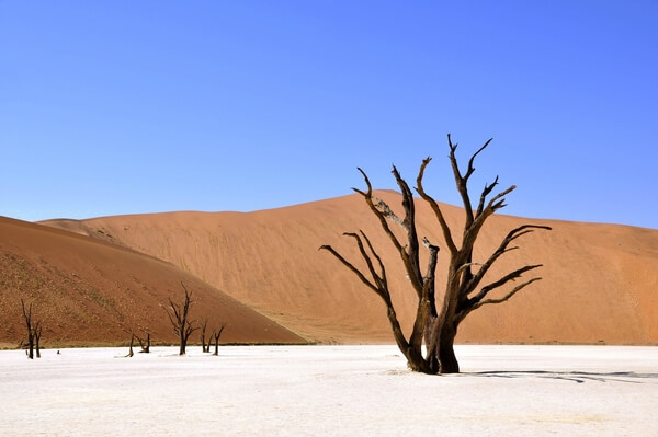 Project Management: How to Revive a Dead Project